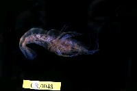 藏品(粗糙沼蝦)的圖片